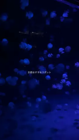 なみちゃん旅のTikTok投稿