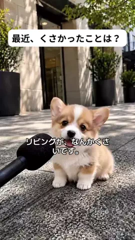 犬猫総合製薬株式会社のTikTok投稿