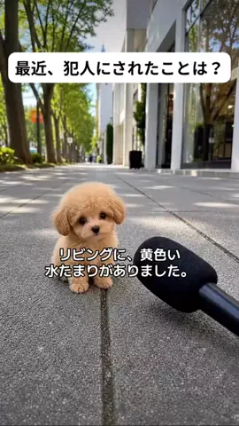 犬猫総合製薬株式会社のTikTok投稿