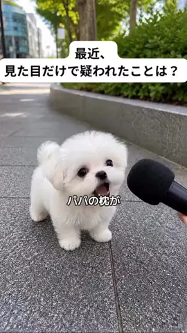 犬猫総合製薬株式会社のTikTok投稿