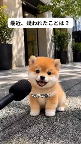 犬猫総合製薬株式会社のTikTok投稿