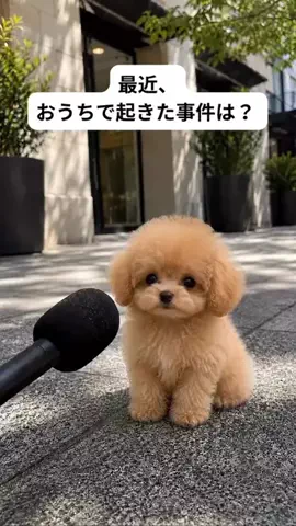 犬猫総合製薬株式会社のTikTok投稿