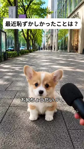 犬猫総合製薬株式会社のTikTok投稿