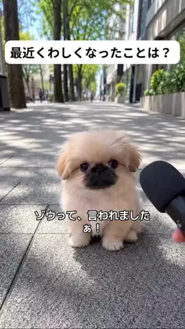 犬猫総合製薬株式会社のTikTok投稿