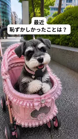 犬猫総合製薬株式会社のTikTok投稿