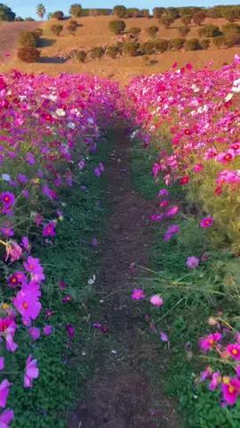 すずめのTikTok投稿