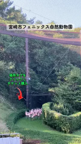 すずめのTikTok投稿