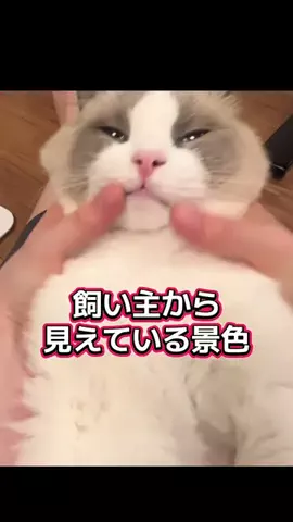 🩵👑💛でんちゅう And レトビのTikTok投稿