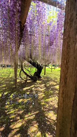 JPN旅する配達人ふぅ🐒🏔️🥾のTikTok投稿