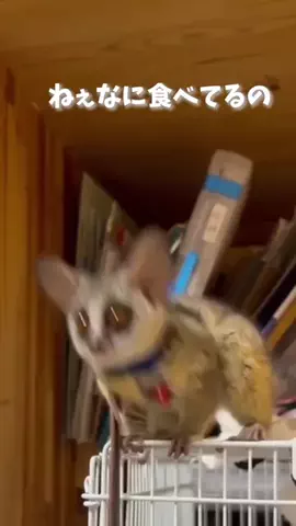 TikTok旅メモのTikTok投稿