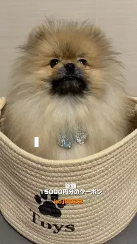 たぬきち🐶￤ウルフセーブルのTikTok投稿