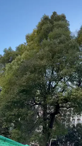 さきのTikTok投稿