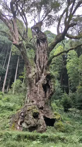 ＪＪのおでかけのTikTok投稿