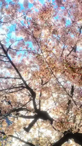 Fumi【旅と絶景の記録】のTikTok投稿