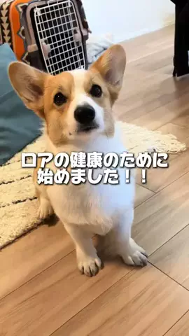 コーギーの『LOA』のTikTok投稿