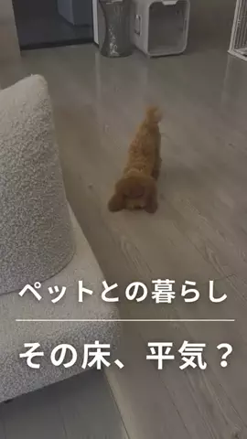 tacho__homeのTikTok投稿