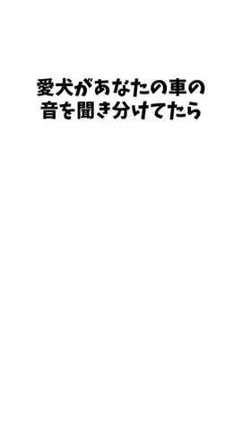 わんこの豆知識のTikTok投稿