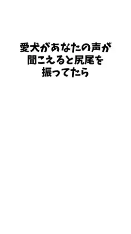わんこの豆知識のTikTok投稿