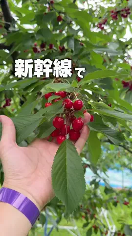 りょうまい｜おでかけ夫婦のTikTok投稿