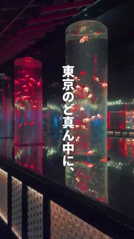 NEO NOMADICA｜尖った食と旅のジャーニーのTikTok投稿