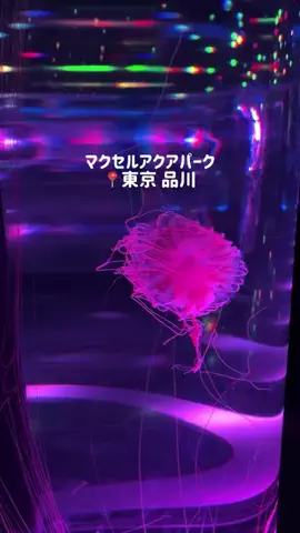 mi | 旅ログのTikTok投稿
