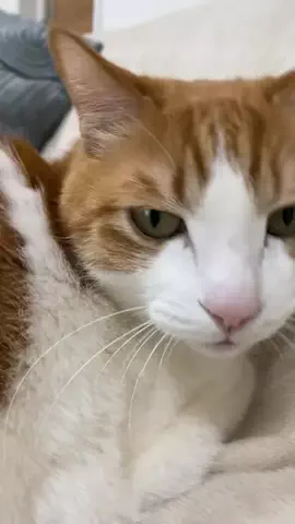 猫のはっさくのTikTok投稿