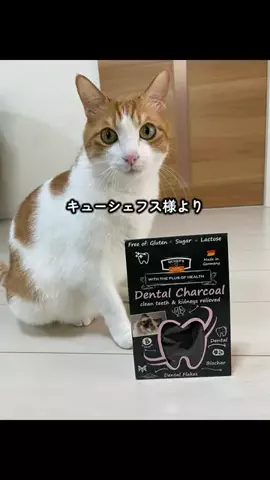 猫のはっさくのTikTok投稿