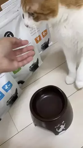 猫のはっさくのTikTok投稿
