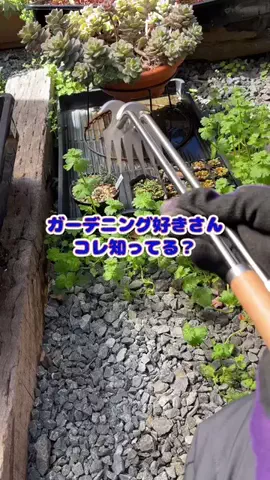 tomo_tani_LifeのTikTok投稿