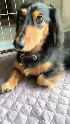 あんころ🐾うぶのTikTok投稿