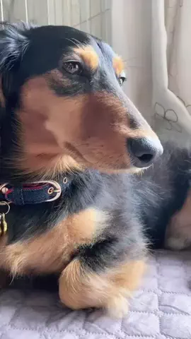 あんころ🐾うぶのTikTok投稿