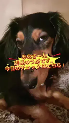 あんころ🐾うぶのTikTok投稿