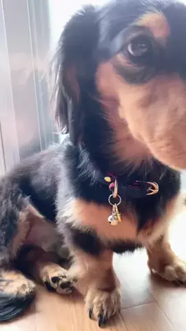 あんころ🐾うぶのTikTok投稿