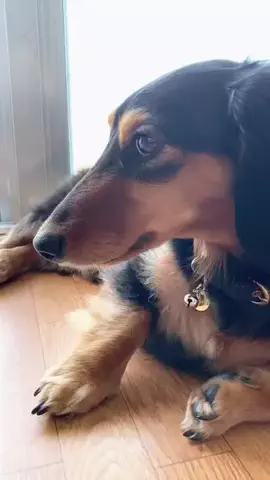 あんころ🐾うぶのTikTok投稿