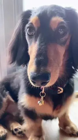あんころ🐾うぶのTikTok投稿