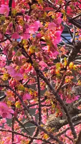 msmのTikTok投稿