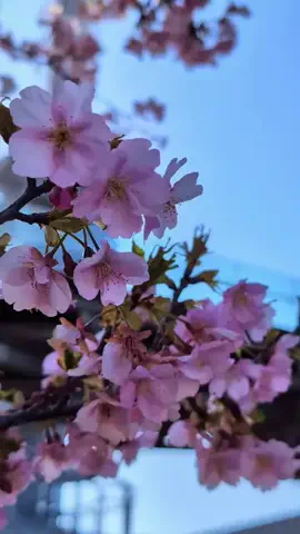 msmのTikTok投稿