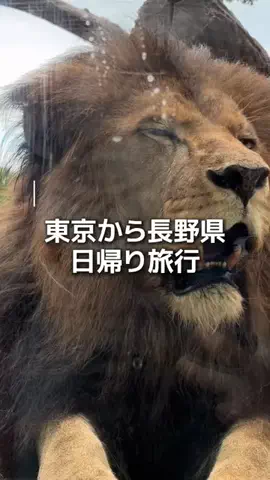 himacah_lifeのTikTok投稿