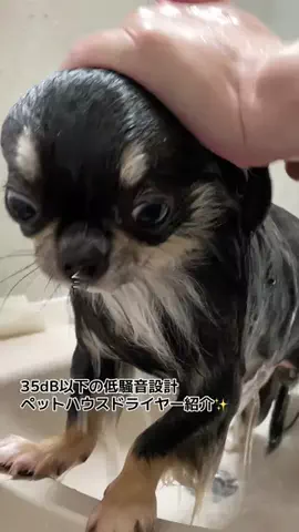クレシアちゃんねる🐾のTikTok投稿