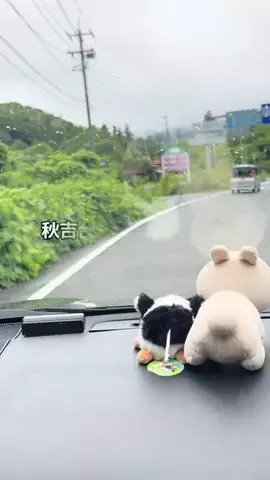 ウサパカカフェのTikTok投稿