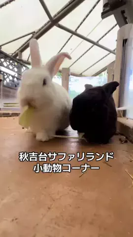 ウサパカカフェのTikTok投稿