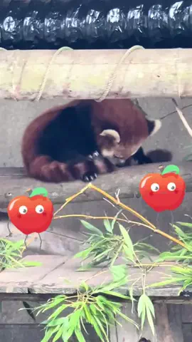 ウサパカカフェのTikTok投稿