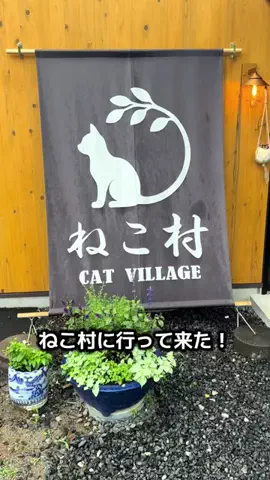 ウサパカカフェのTikTok投稿