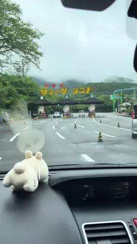 ウサパカカフェのTikTok投稿