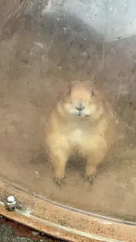ウサパカカフェのTikTok投稿