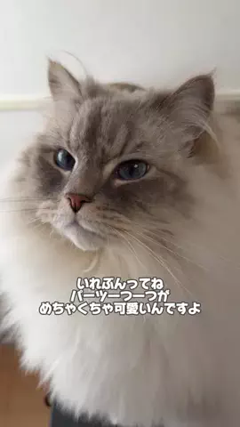 猫ﾁｬﾝ【いれぶん🐾🐾】サイベリアンのTikTok投稿