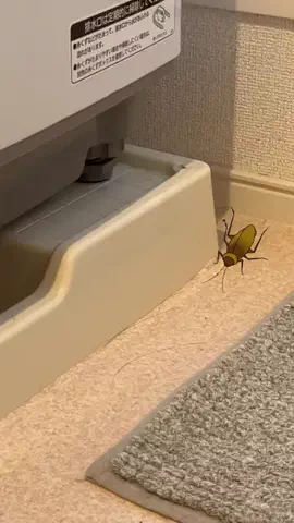 コマさん｜めんどくさがり屋のラク掃除術のTikTok投稿