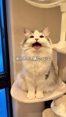 天むすくんのTikTok投稿