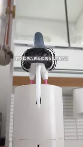 ほみた⌇1300万足りず未完成の中古家に住む人のTikTok投稿