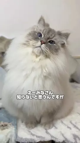 猫ﾁｬﾝ【いれぶん🐾🐾】サイベリアンのTikTok投稿